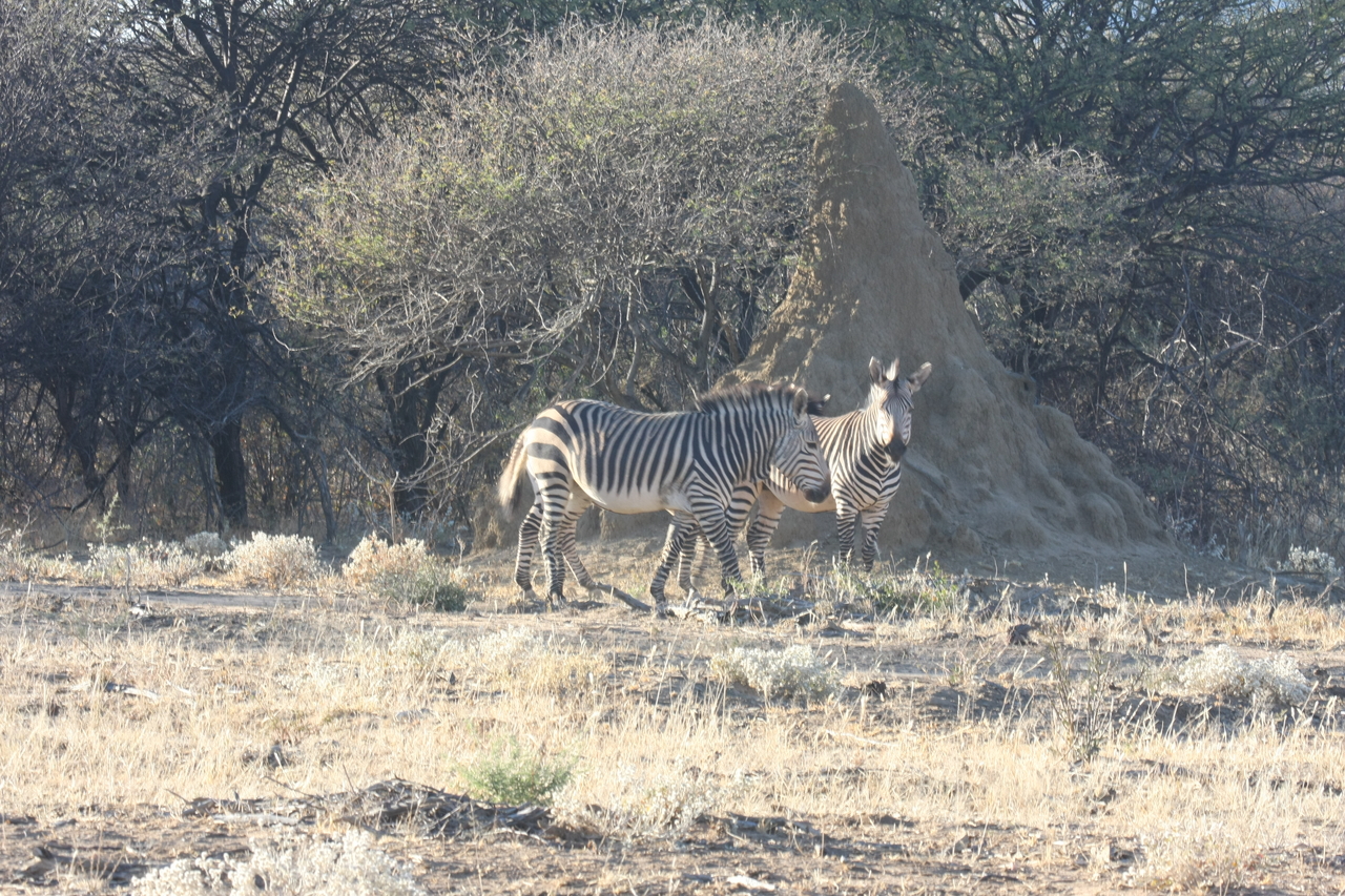 [693] 2016_06_22_02_32_40_Africa_Canon_EOS_40D_IMG__00053.jpg