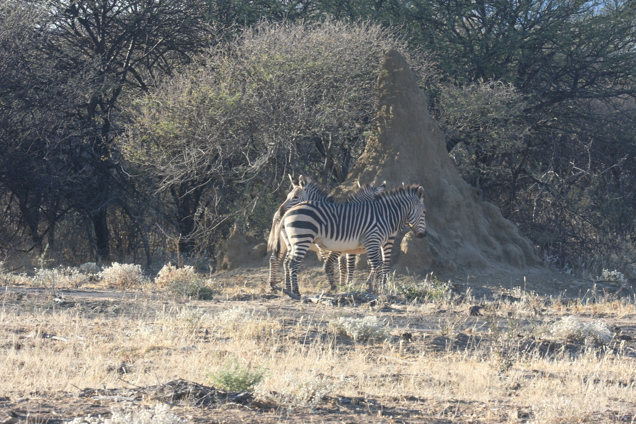 [700] 2016_06_22_02_32_43_Africa_Canon_EOS_40D_IMG__00073.jpg