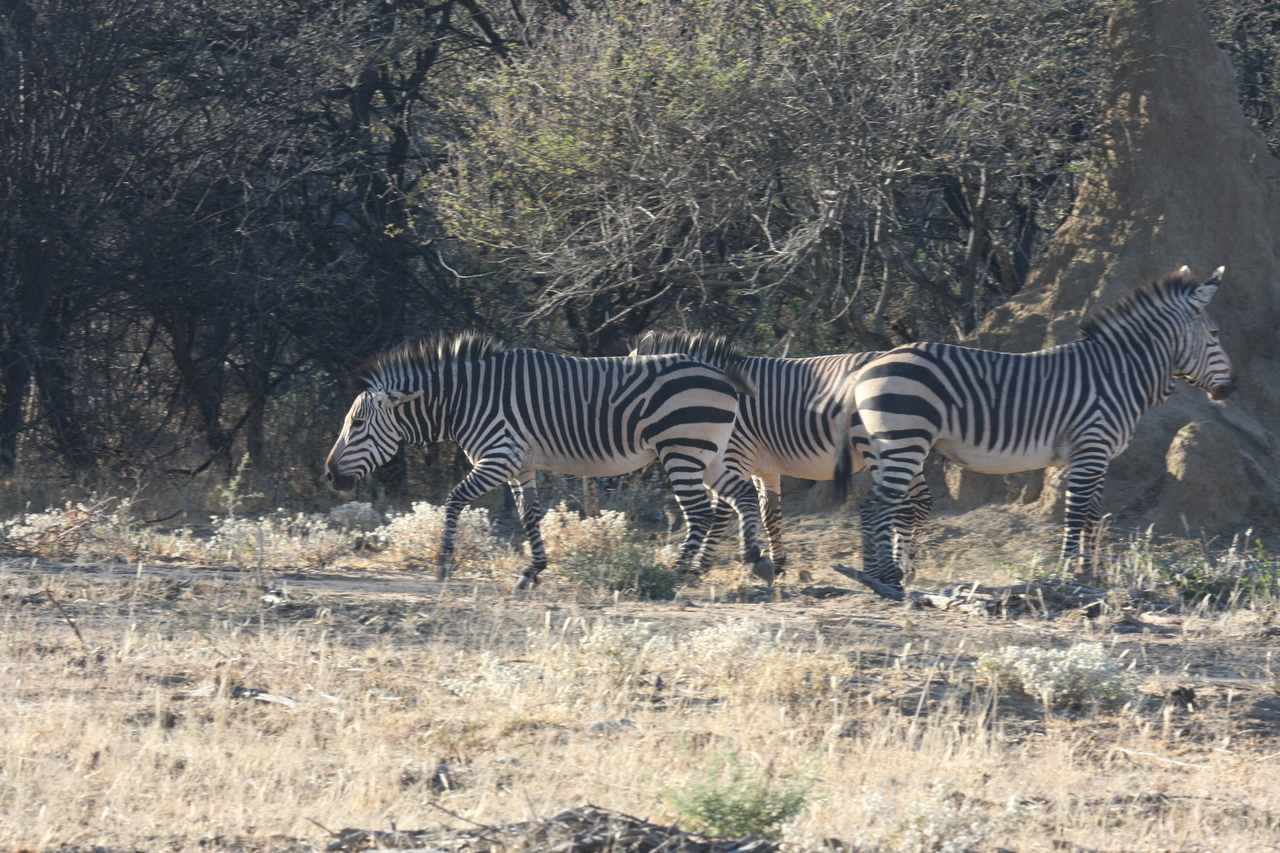 [707] 2016_06_22_02_32_50_Africa_Canon_EOS_40D_IMG__00076.jpg