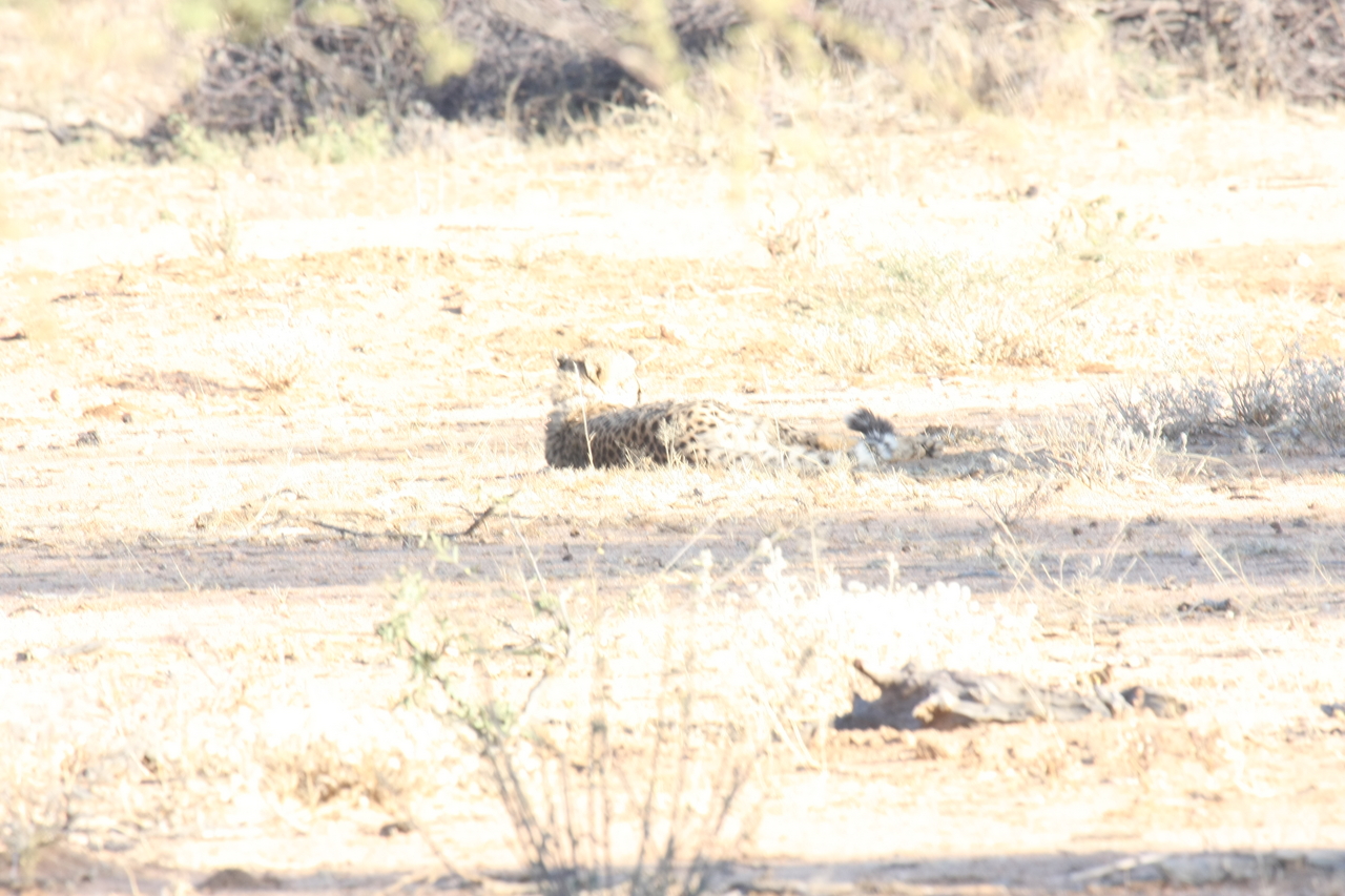 [728] 2016_06_22_02_43_07_Africa_Canon_EOS_40D_IMG__00064.jpg