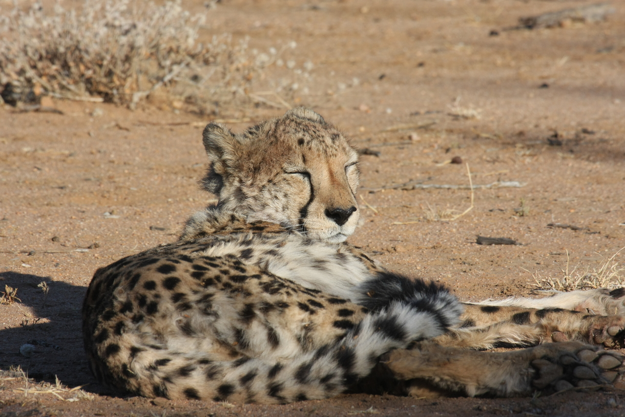 [798] 2016_06_22_02_46_01_Africa_Canon_EOS_40D_IMG__00088.jpg