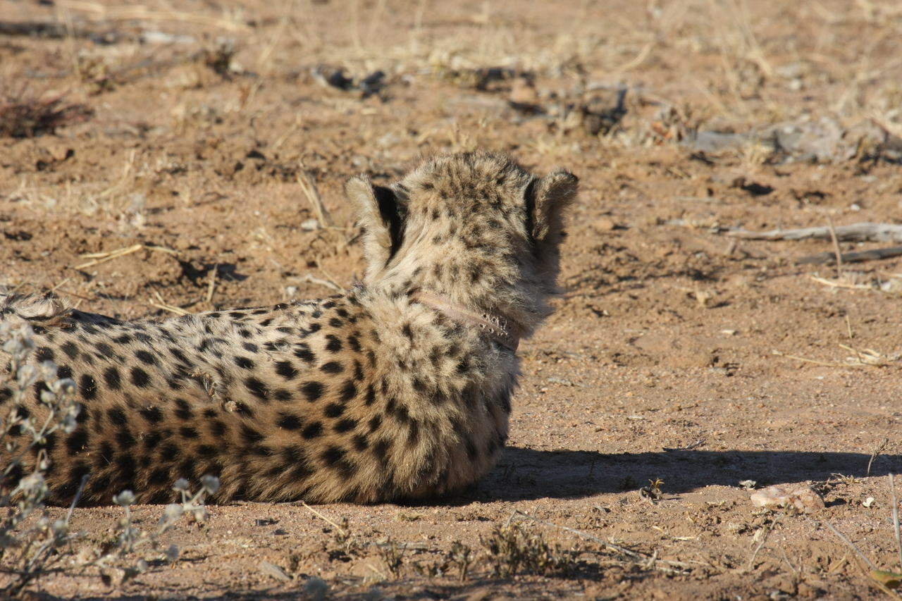 [895] 2016_06_22_02_48_08_Africa_Canon_EOS_40D_IMG__07585.jpg