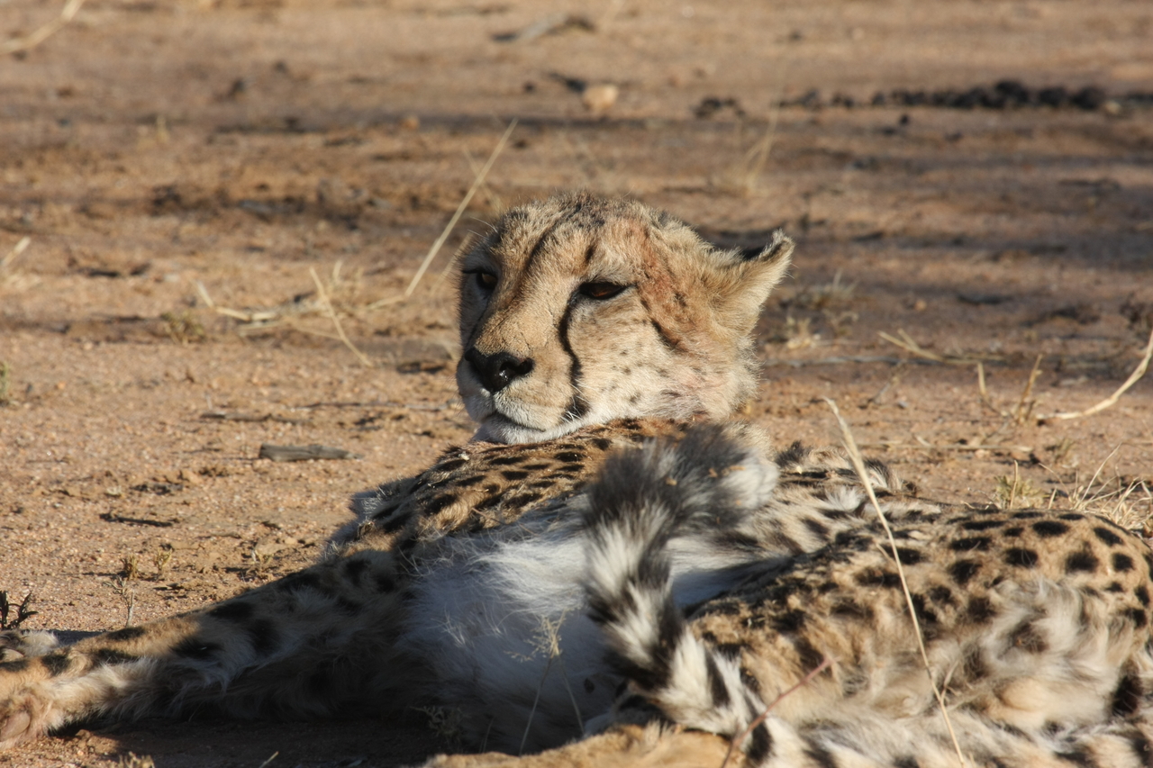 [916] 2016_06_22_02_48_49_Africa_Canon_EOS_40D_IMG__00126.jpg
