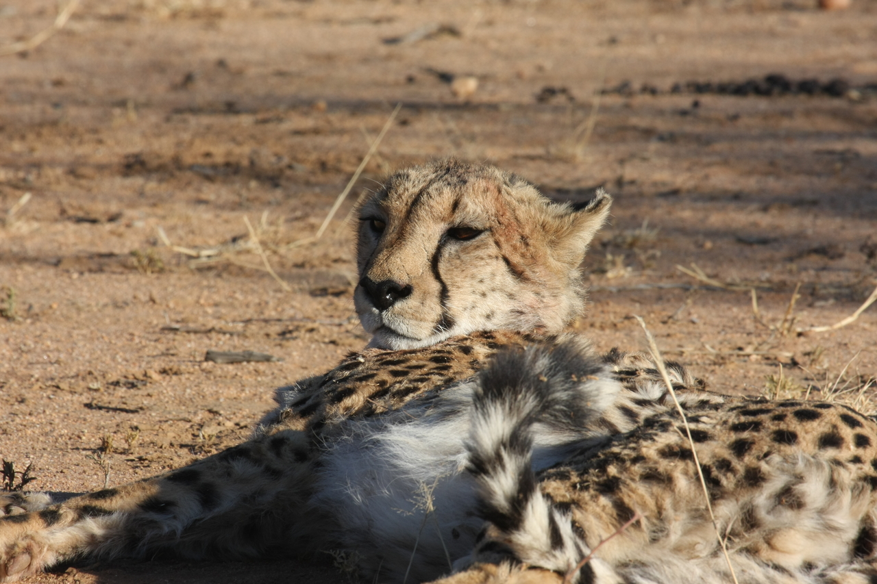 [917] 2016_06_22_02_48_49_Africa_Canon_EOS_40D_IMG__00144.jpg