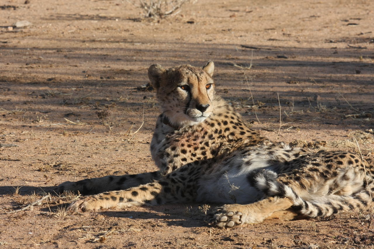 [964] 2016_06_22_02_49_57_Africa_Canon_EOS_40D_IMG__00157.jpg
