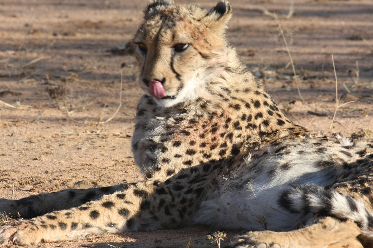 [1014] 2016_06_22_02_50_59_Africa_Canon_EOS_40D_IMG__00156.jpg