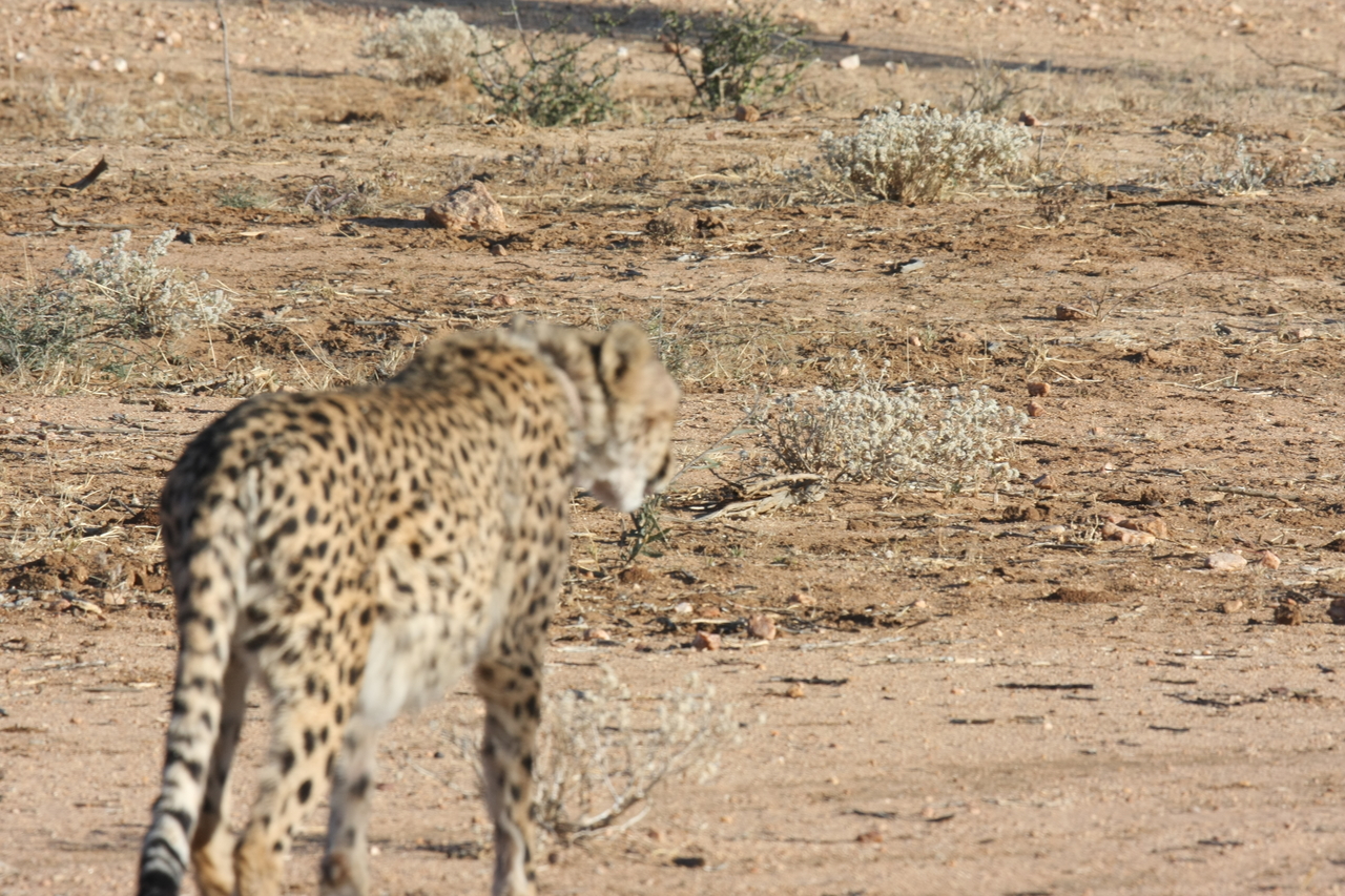 [1062] 2016_06_22_02_51_56_Africa_Canon_EOS_40D_IMG__00190.jpg