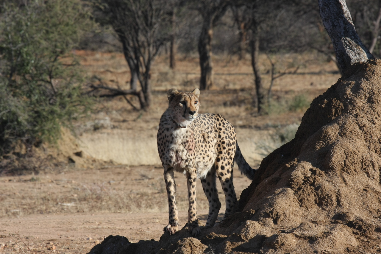 [1104] 2016_06_22_02_54_28_Africa_Canon_EOS_40D_IMG__00182.jpg