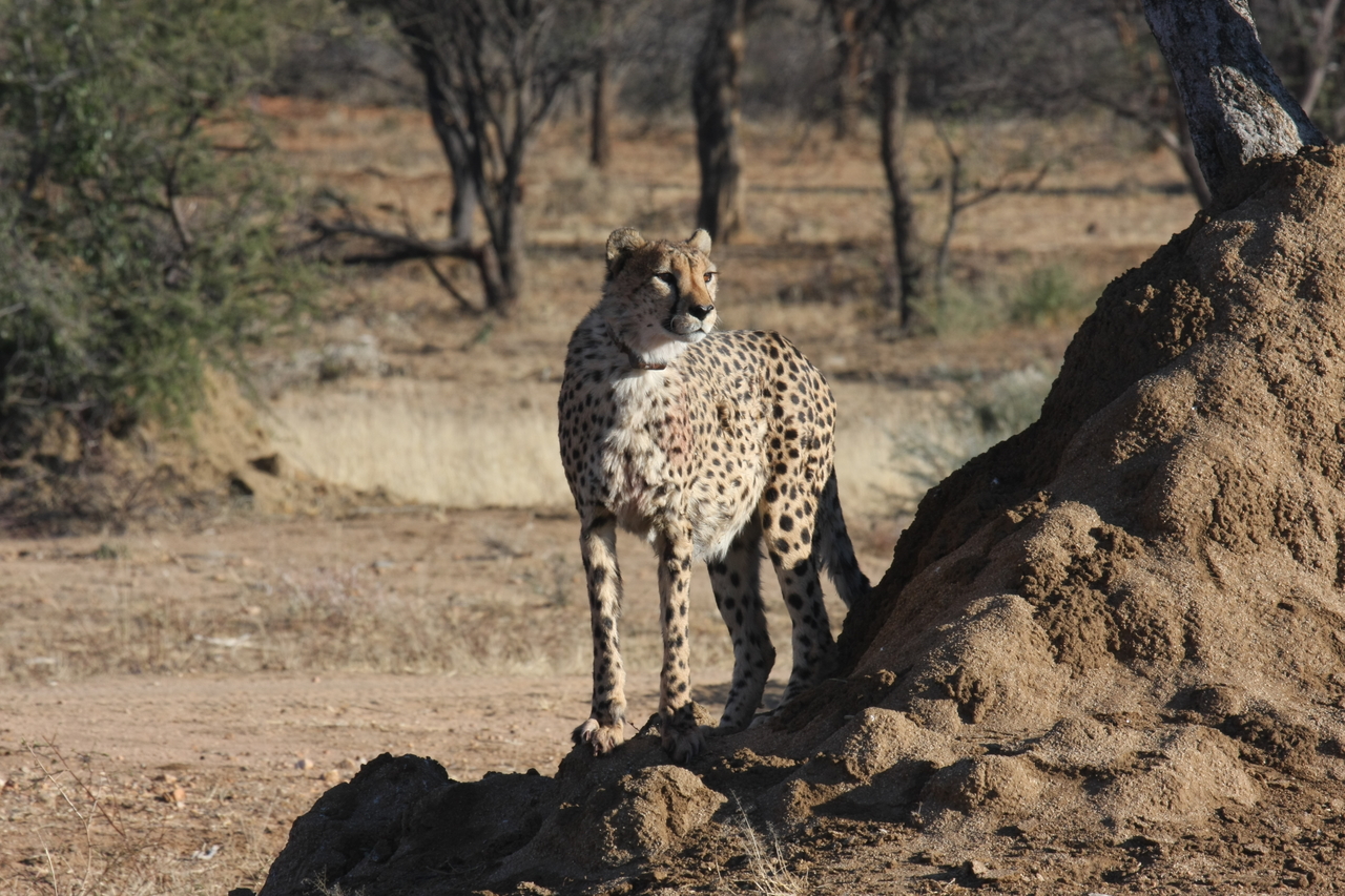 [1121] 2016_06_22_02_54_49_Africa_Canon_EOS_40D_IMG__00206.jpg