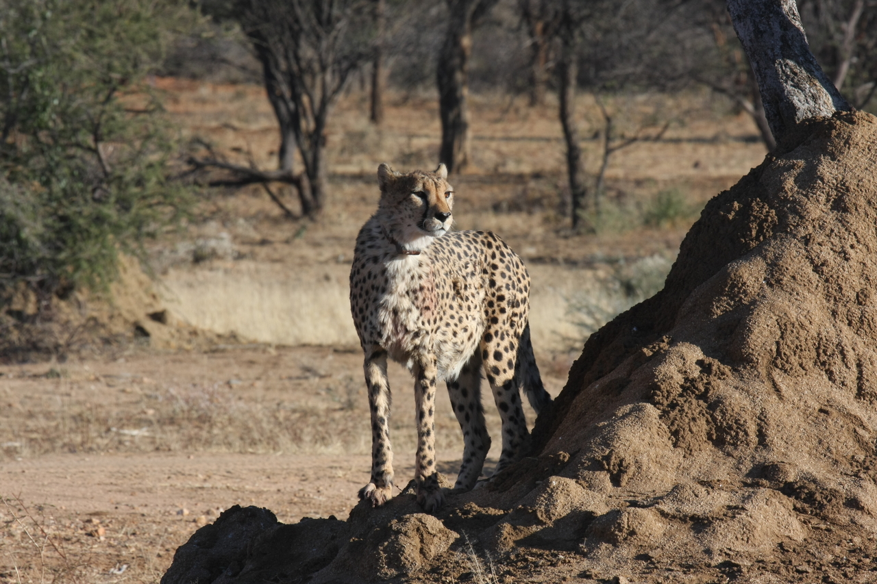 [1127] 2016_06_22_02_54_52_Africa_Canon_EOS_40D_IMG__00191.jpg