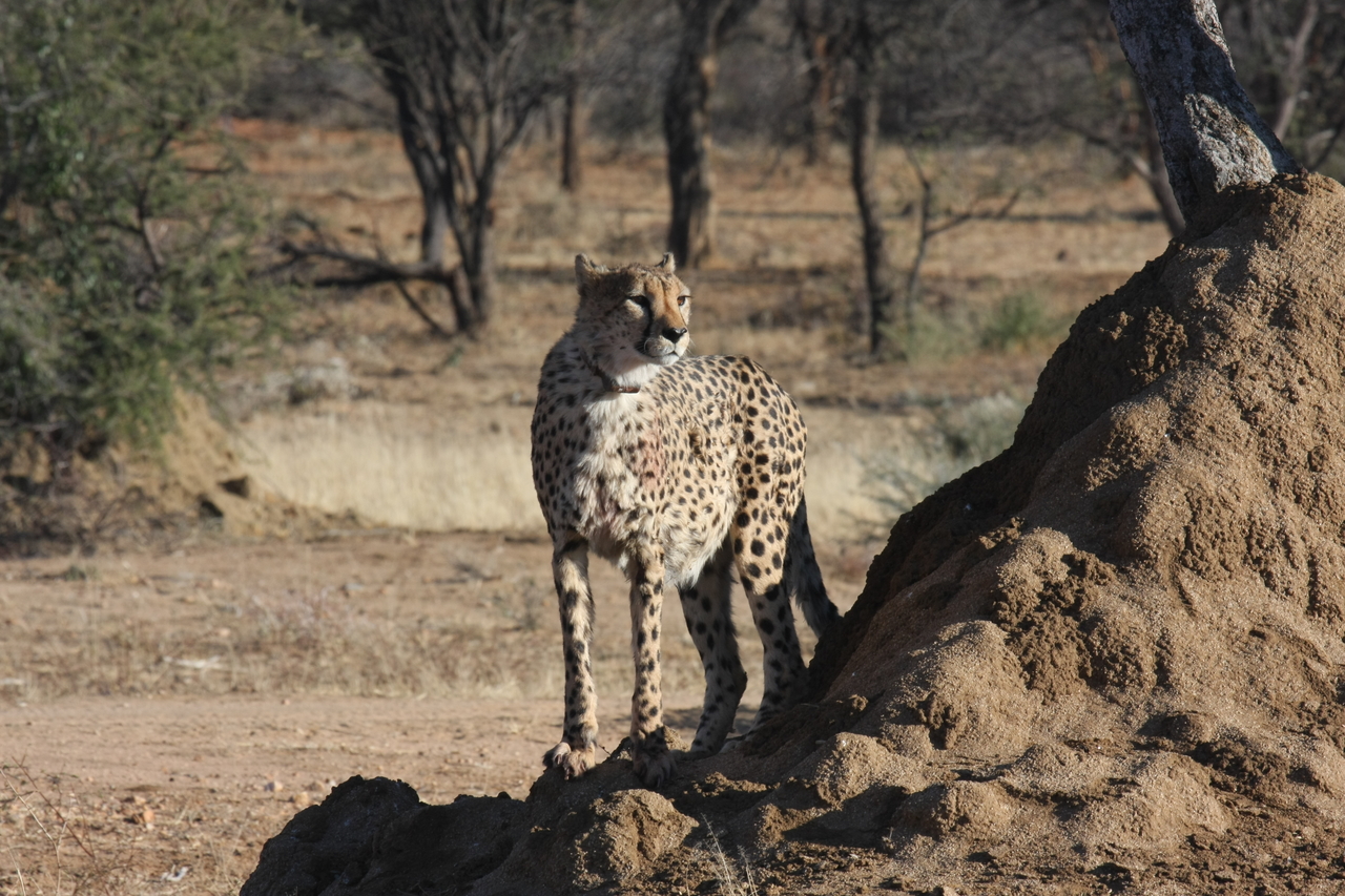 [1134] 2016_06_22_02_54_55_Africa_Canon_EOS_40D_IMG__00192.jpg