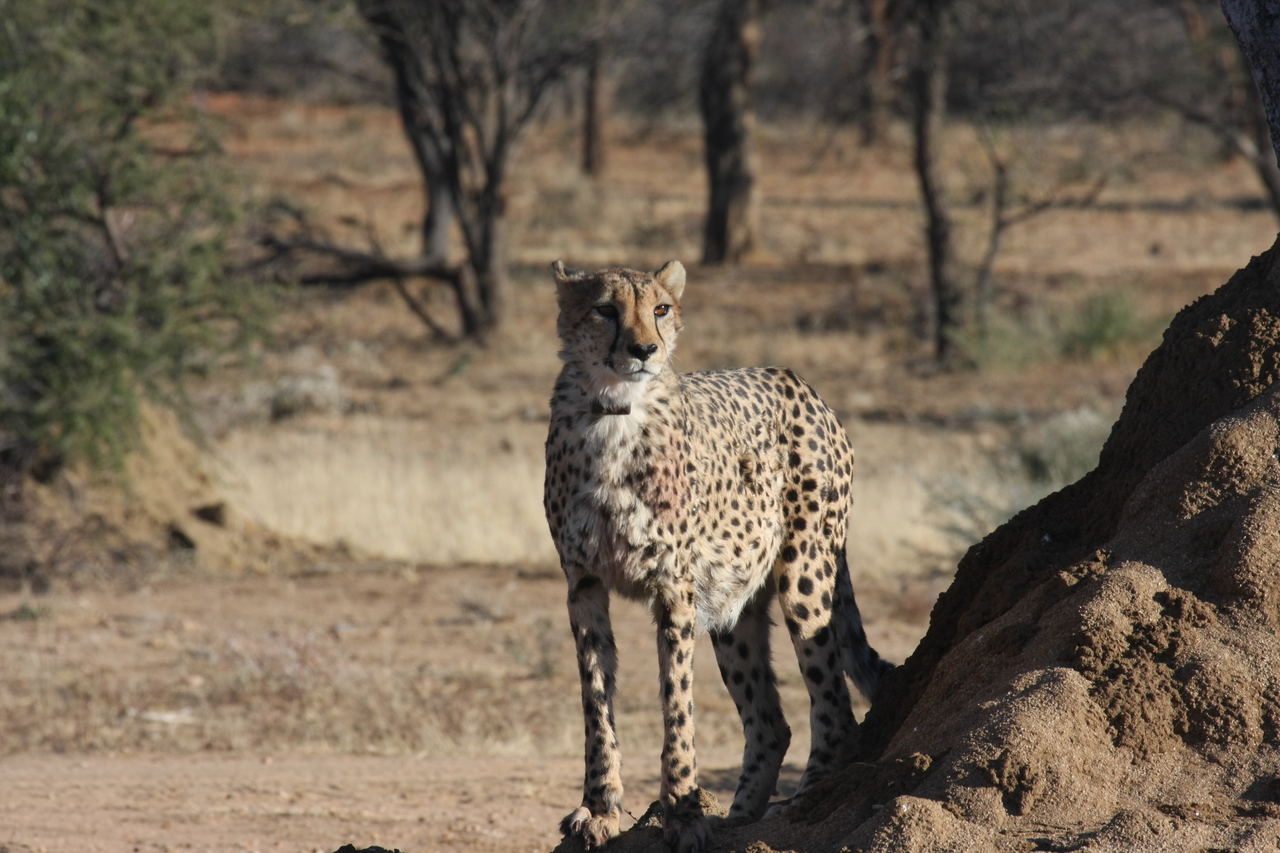 [1138] 2016_06_22_02_55_11_Africa_Canon_EOS_40D_IMG__00194.jpg