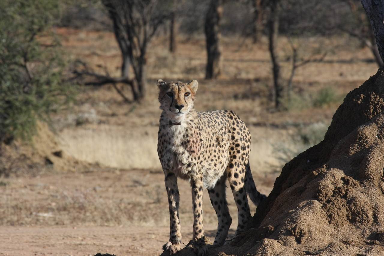 [1140] 2016_06_22_02_55_11_Africa_Canon_EOS_40D_IMG__00212.jpg