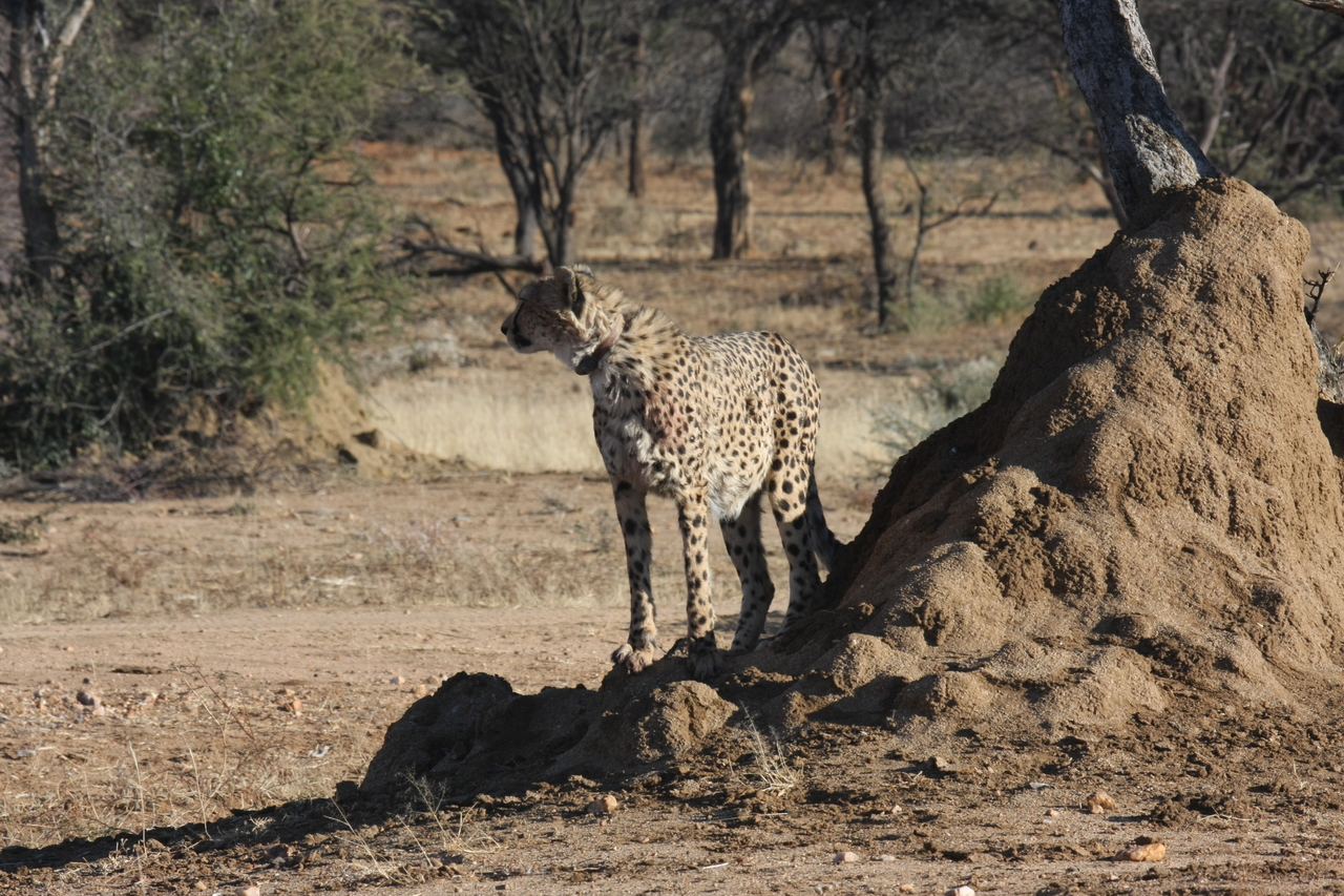 [1166] 2016_06_22_02_55_29_Africa_Canon_EOS_40D_IMG__00220.jpg