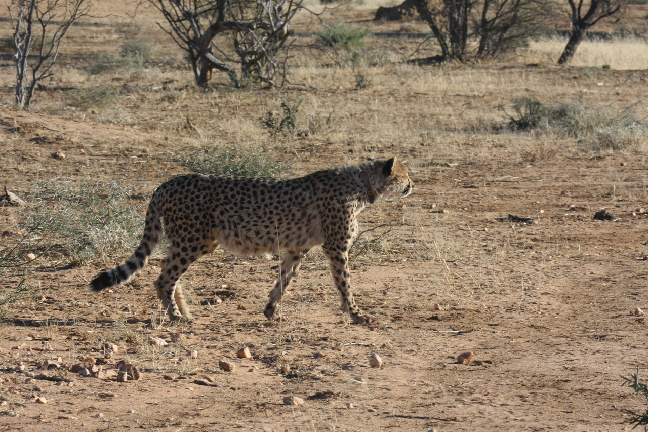 [1213] 2016_06_22_02_56_09_Africa_Canon_EOS_40D_IMG__00213.jpg