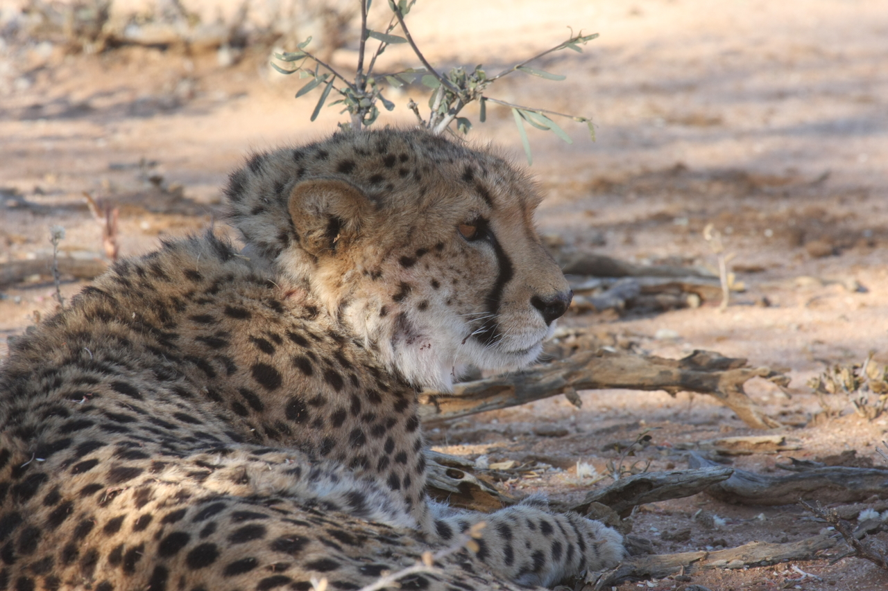 [1325] 2016_06_22_03_02_35_Africa_Canon_EOS_40D_IMG__00245.jpg