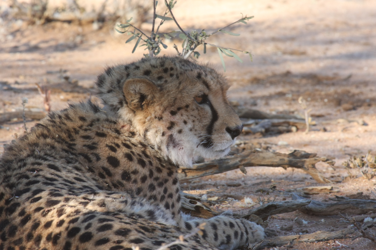 [1330] 2016_06_22_03_02_35_Africa_Canon_EOS_40D_IMG__07712.jpg