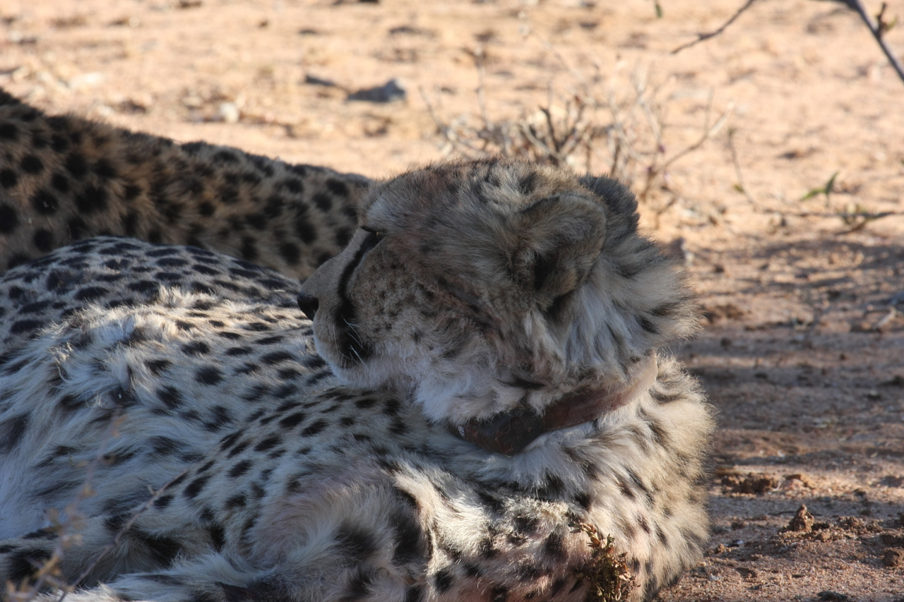 [1365] 2016_06_22_03_04_24_Africa_Canon_EOS_40D_IMG__00277.jpg
