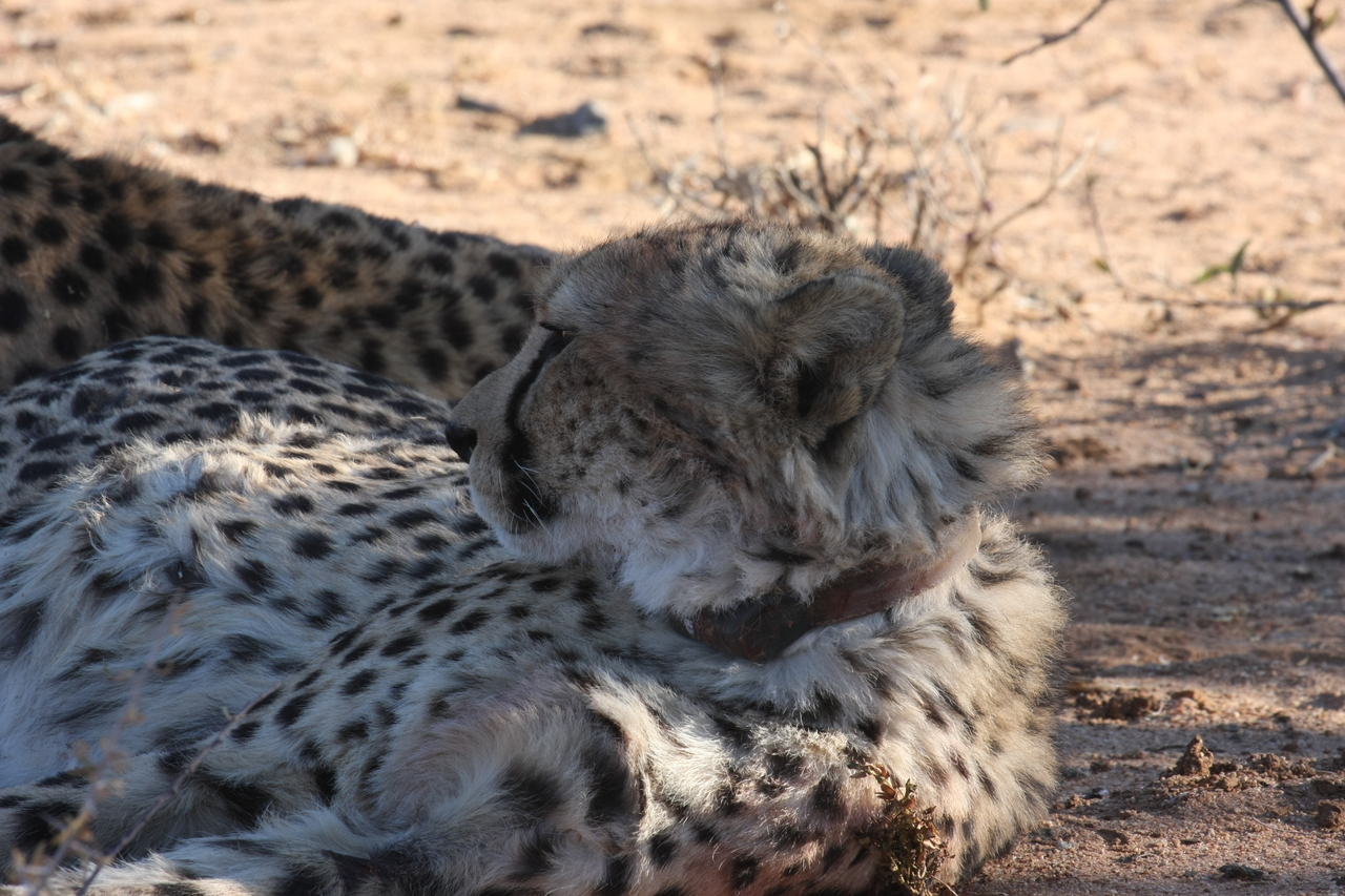 [1369] 2016_06_22_03_04_24_Africa_Canon_EOS_40D_IMG__07725.jpg