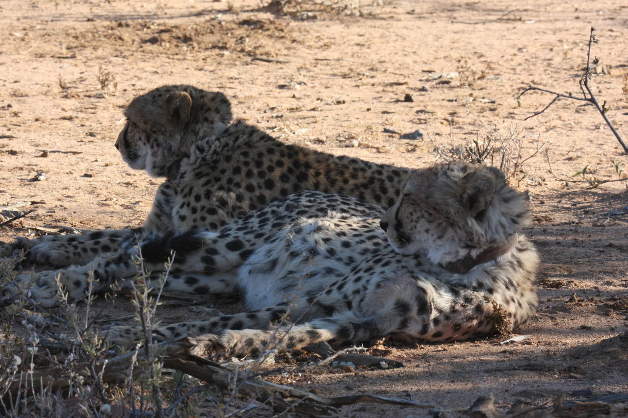 [1382] 2016_06_22_03_04_37_Africa_Canon_EOS_40D_IMG__00264.jpg