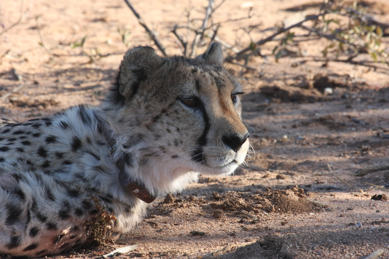 [1412] 2016_06_22_03_05_21_Africa_Canon_EOS_40D_IMG__00293.jpg