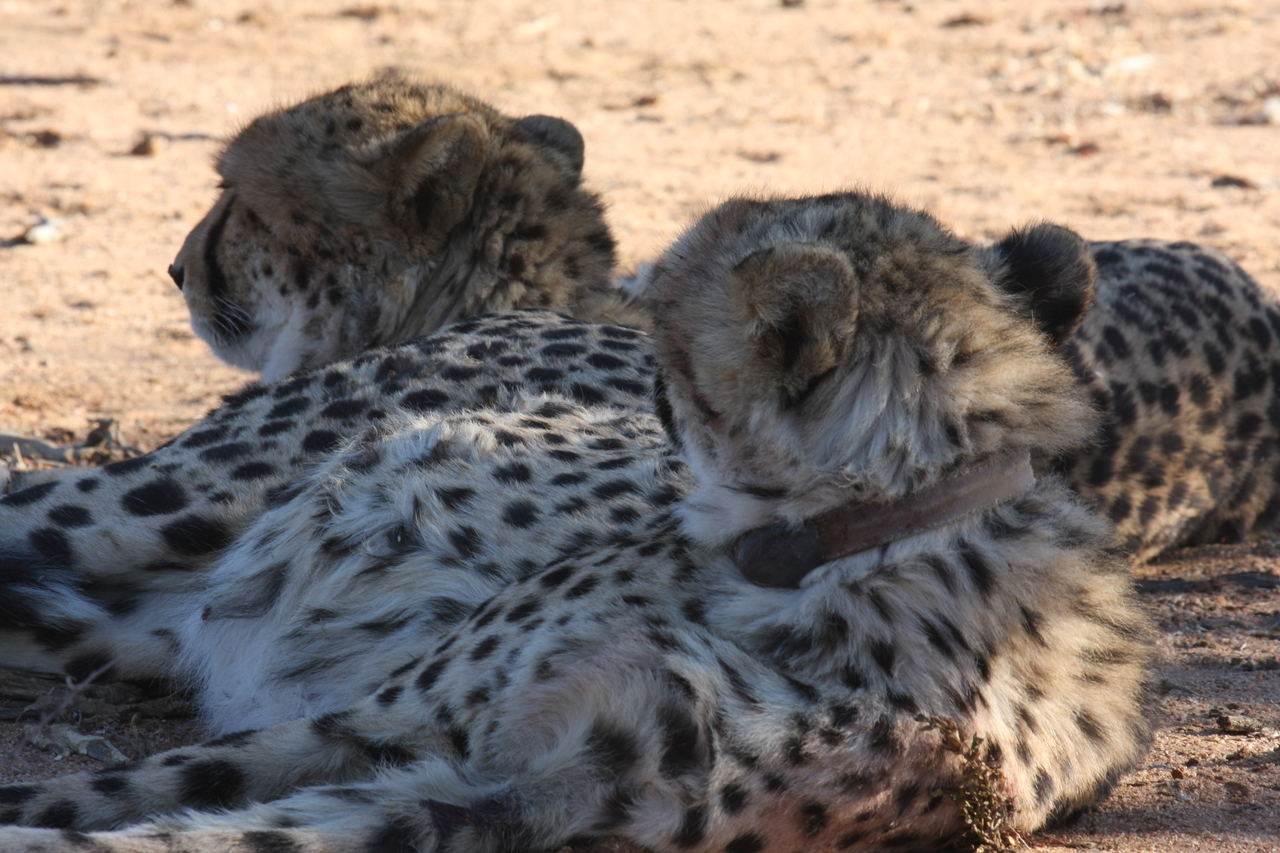 [1476] 2016_06_22_03_07_39_Africa_Canon_EOS_40D_IMG__00296.jpg