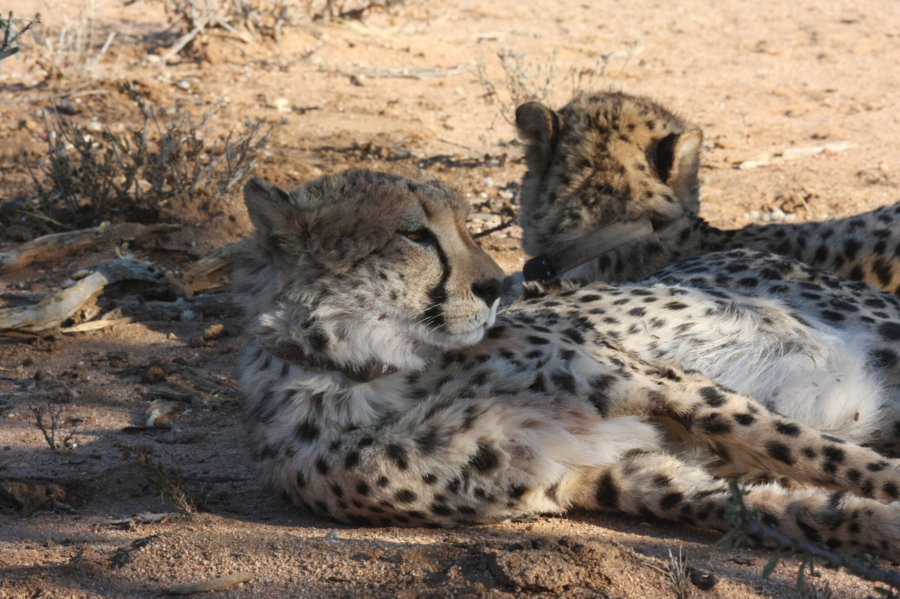[1512] 2016_06_22_03_11_33_Africa_Canon_EOS_40D_IMG__00306.jpg