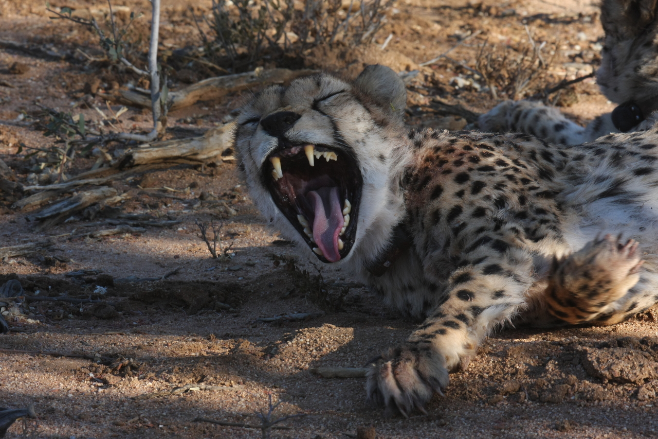 [1532] 2016_06_22_03_11_47_Africa_Canon_EOS_40D_IMG__00332.jpg
