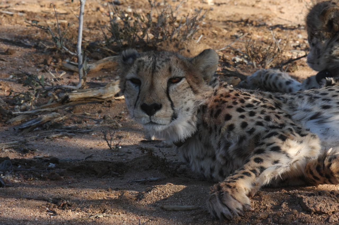 [1547] 2016_06_22_03_11_50_Africa_Canon_EOS_40D_IMG__00336.jpg