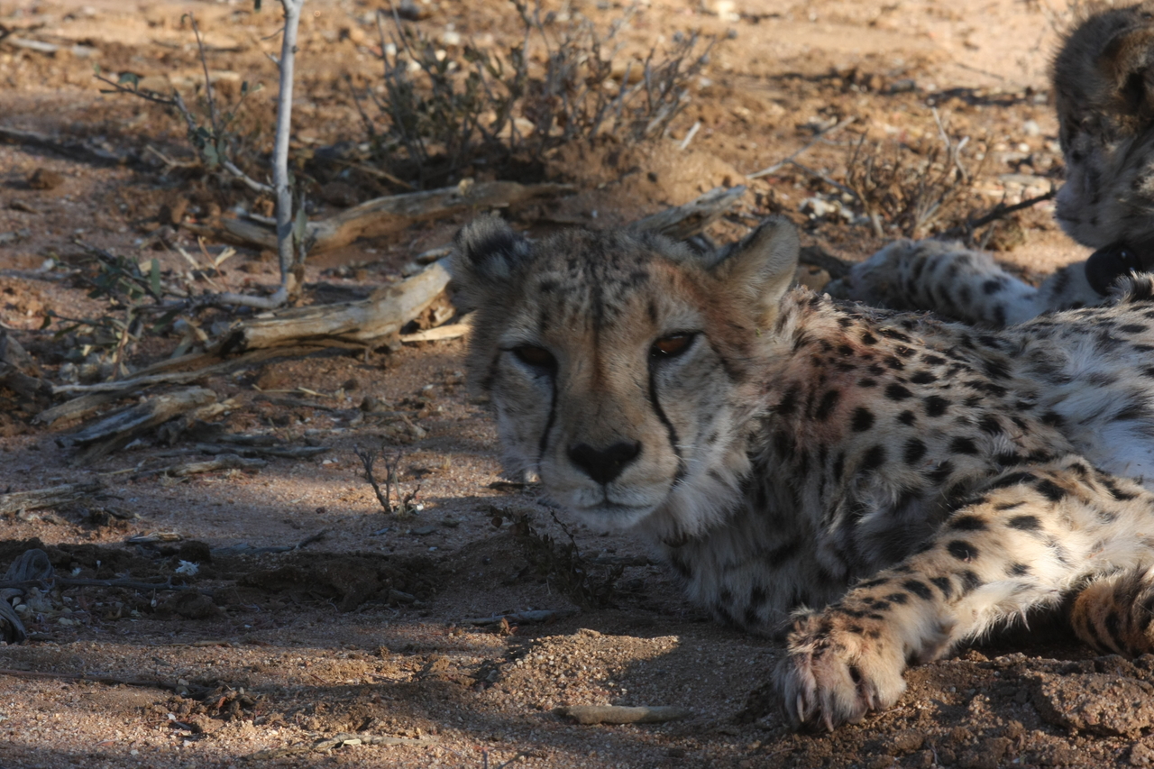 [1550] 2016_06_22_03_11_50_Africa_Canon_EOS_40D_IMG__07784.jpg