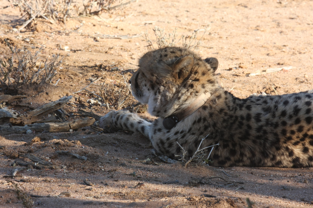 [1573] 2016_06_22_03_12_50_Africa_Canon_EOS_40D_IMG__00323.jpg