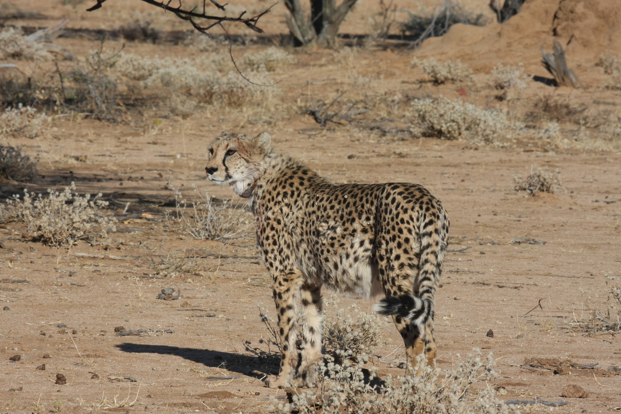 [1584] 2016_06_22_03_12_59_Africa_Canon_EOS_40D_IMG__00344.jpg