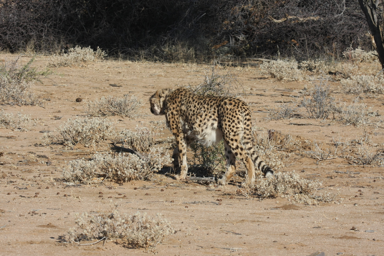 [1613] 2016_06_22_03_13_26_Africa_Canon_EOS_40D_IMG__00335.jpg