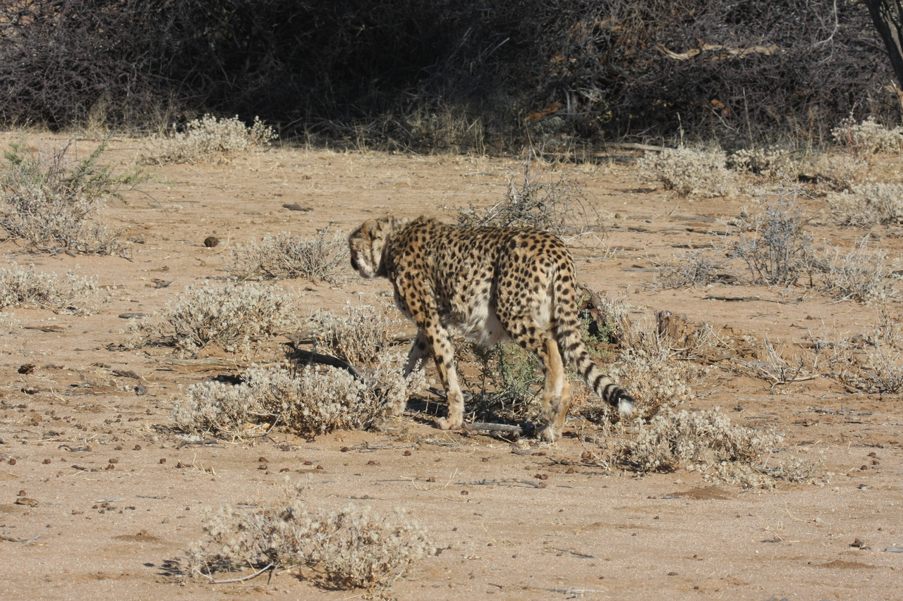 [1616] 2016_06_22_03_13_26_Africa_Canon_EOS_40D_IMG__00355.jpg