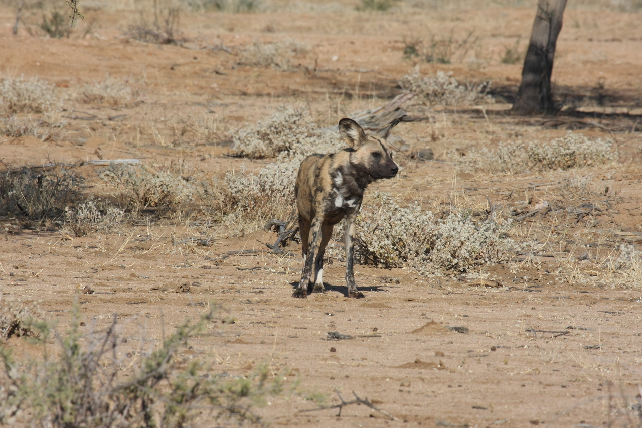 [1685] 2016_06_22_03_19_47_Africa_Canon_EOS_40D_IMG__00375.jpg