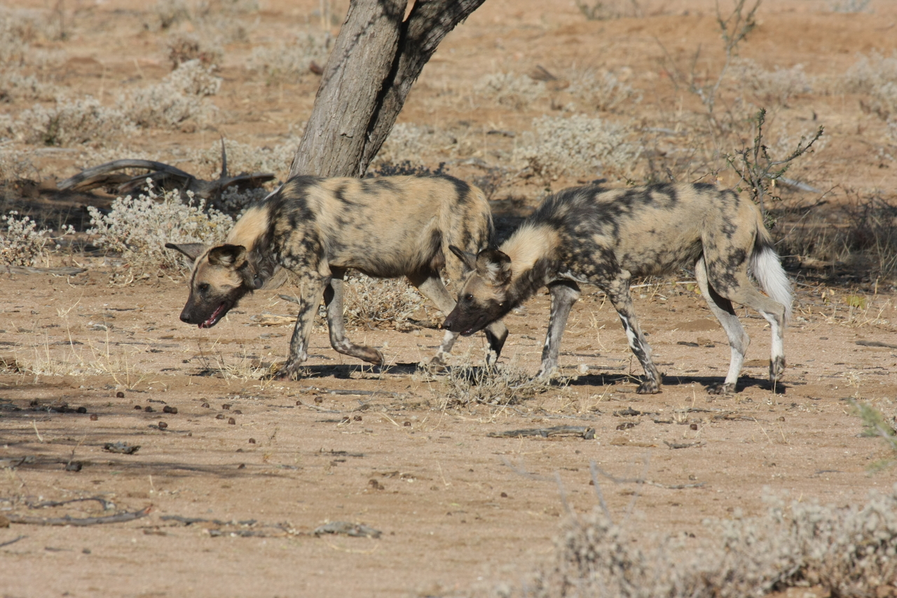 [1712] 2016_06_22_03_19_56_Africa_Canon_EOS_40D_IMG__07830.jpg