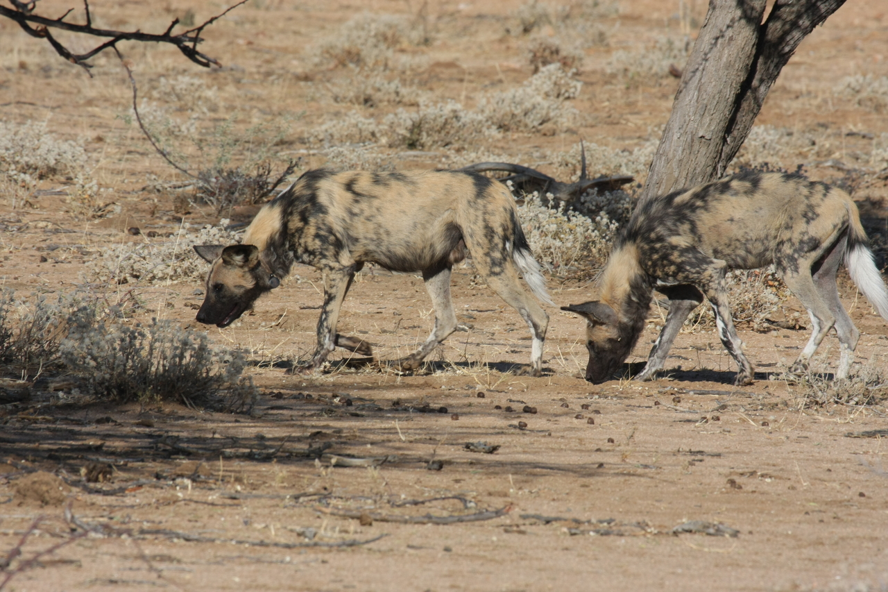 [1715] 2016_06_22_03_19_57_Africa_Canon_EOS_40D_IMG__00367.jpg