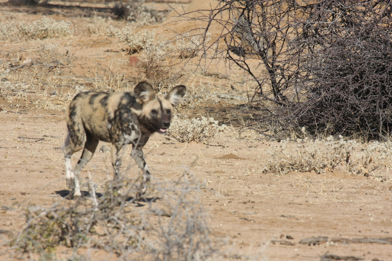 [1732] 2016_06_22_03_20_14_Africa_Canon_EOS_40D_IMG__00372.jpg