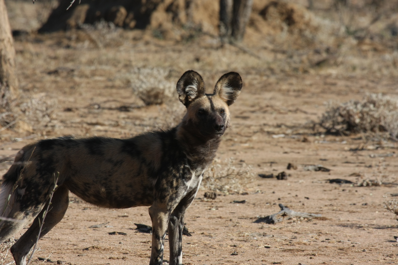 [1766] 2016_06_22_03_20_35_Africa_Canon_EOS_40D_IMG__00382.jpg