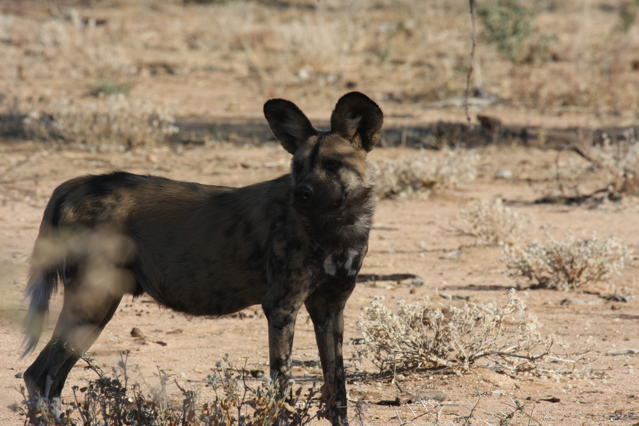 [1785] 2016_06_22_03_20_46_Africa_Canon_EOS_40D_IMG__00407.jpg
