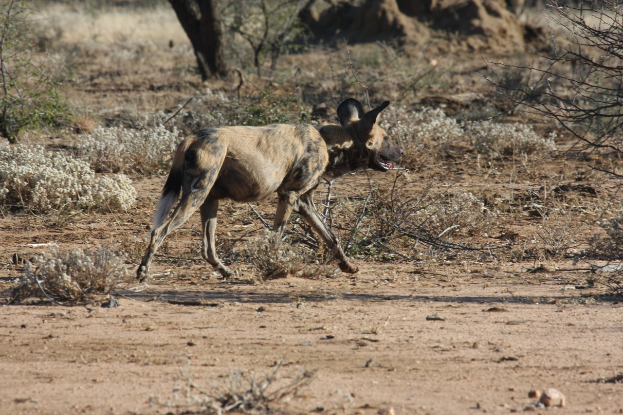 [1801] 2016_06_22_03_21_30_Africa_Canon_EOS_40D_IMG__00393.jpg