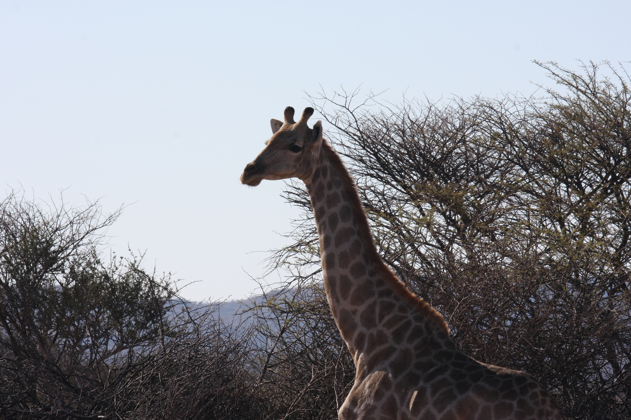 [1822] 2016_06_22_03_37_29_Africa_Canon_EOS_40D_IMG__00416.jpg