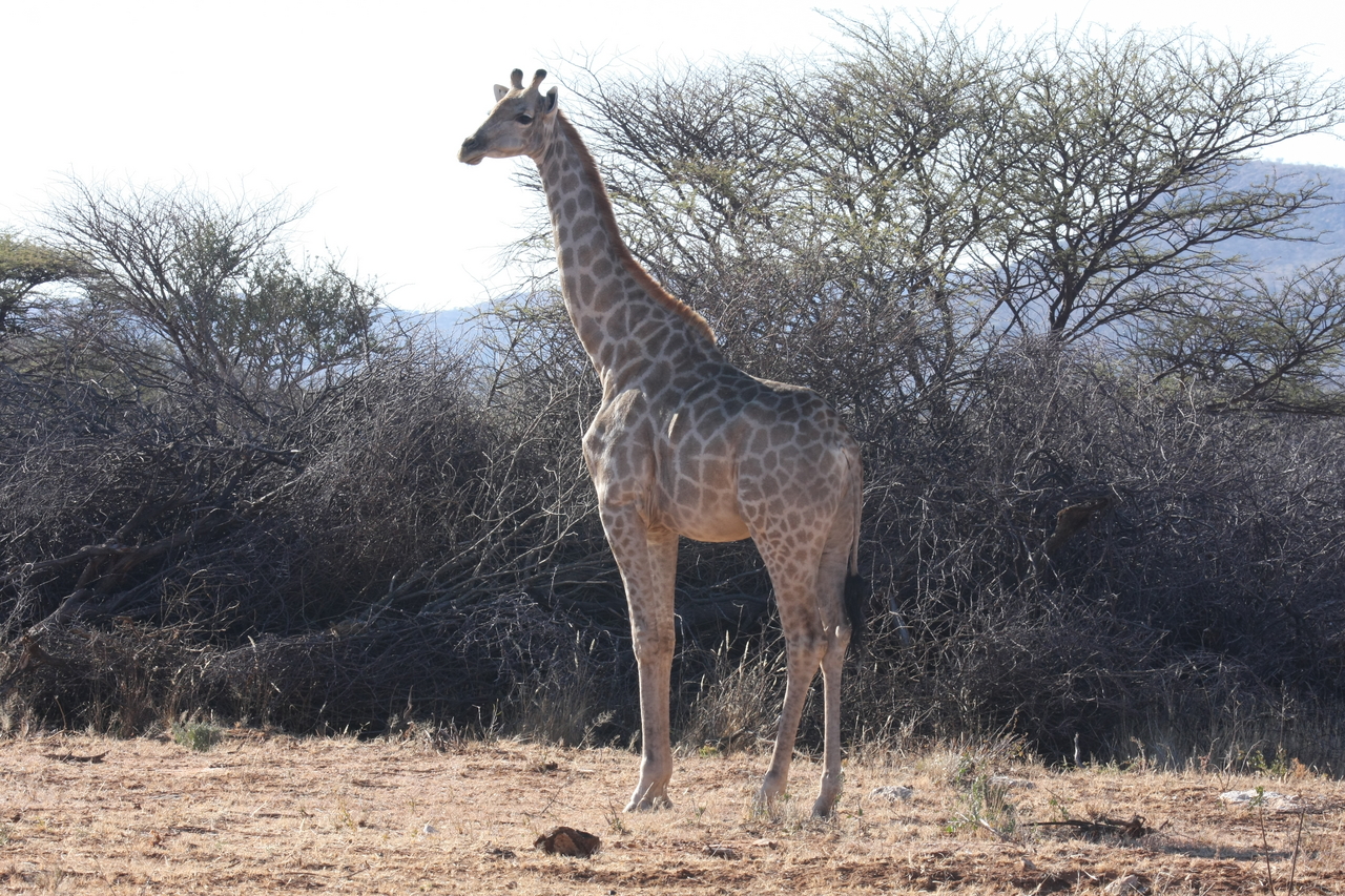 [1825] 2016_06_22_03_37_47_Africa_Canon_EOS_40D_IMG__00399.jpg