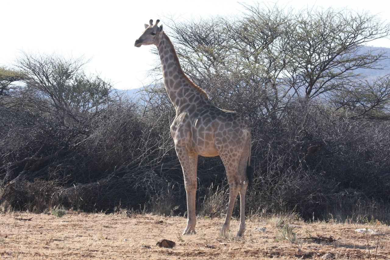 [1826] 2016_06_22_03_37_47_Africa_Canon_EOS_40D_IMG__00417.jpg