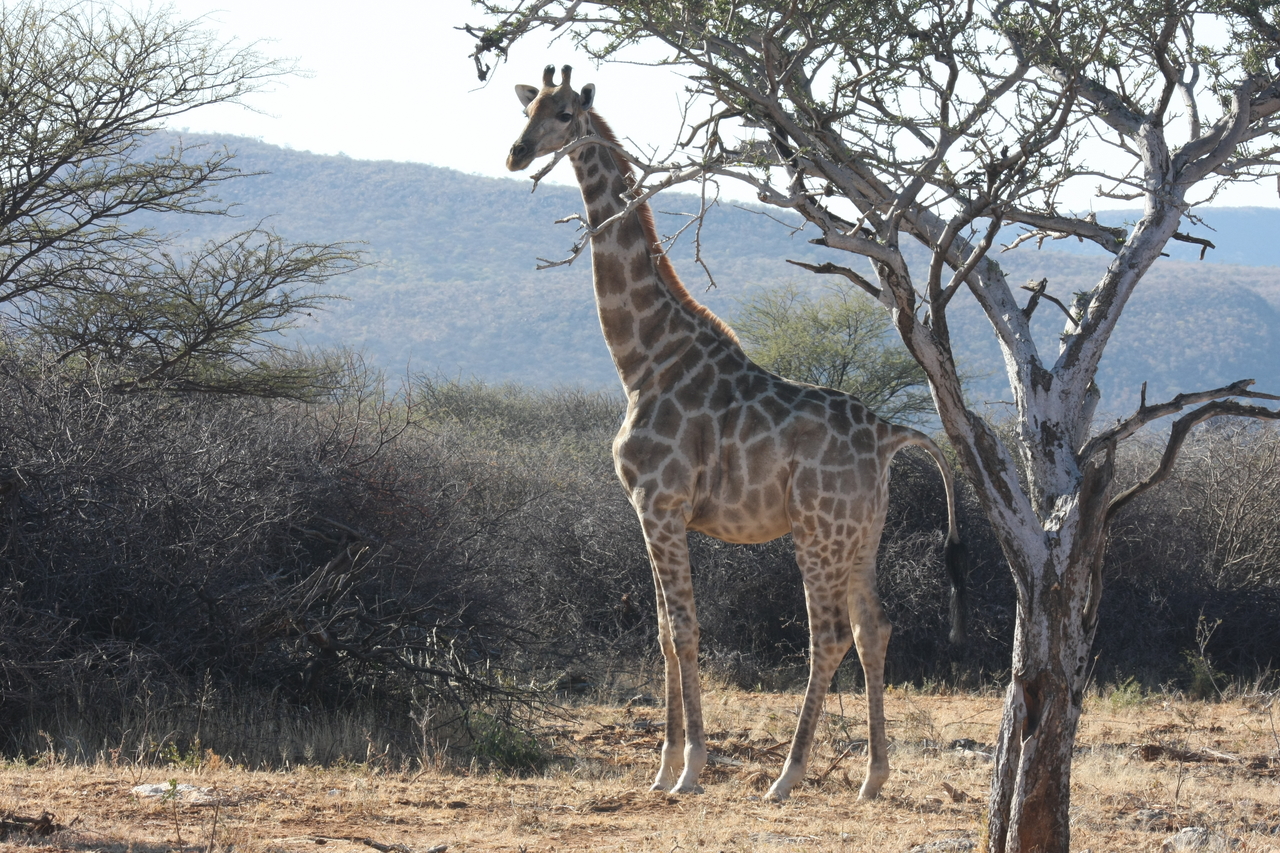 [1831] 2016_06_22_03_37_57_Africa_Canon_EOS_40D_IMG__00401.jpg