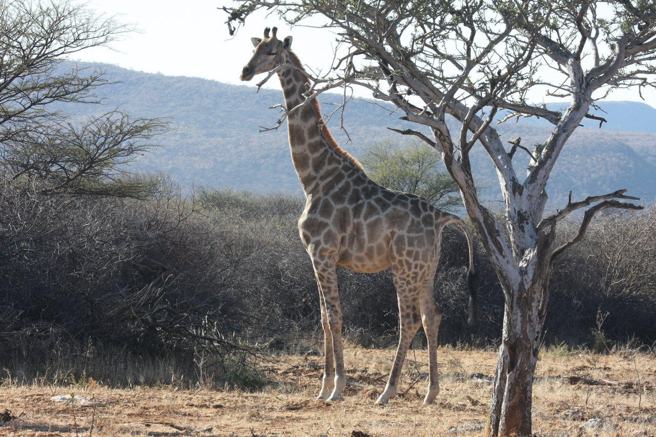 [1837] 2016_06_22_03_37_59_Africa_Canon_EOS_40D_IMG__00421.jpg