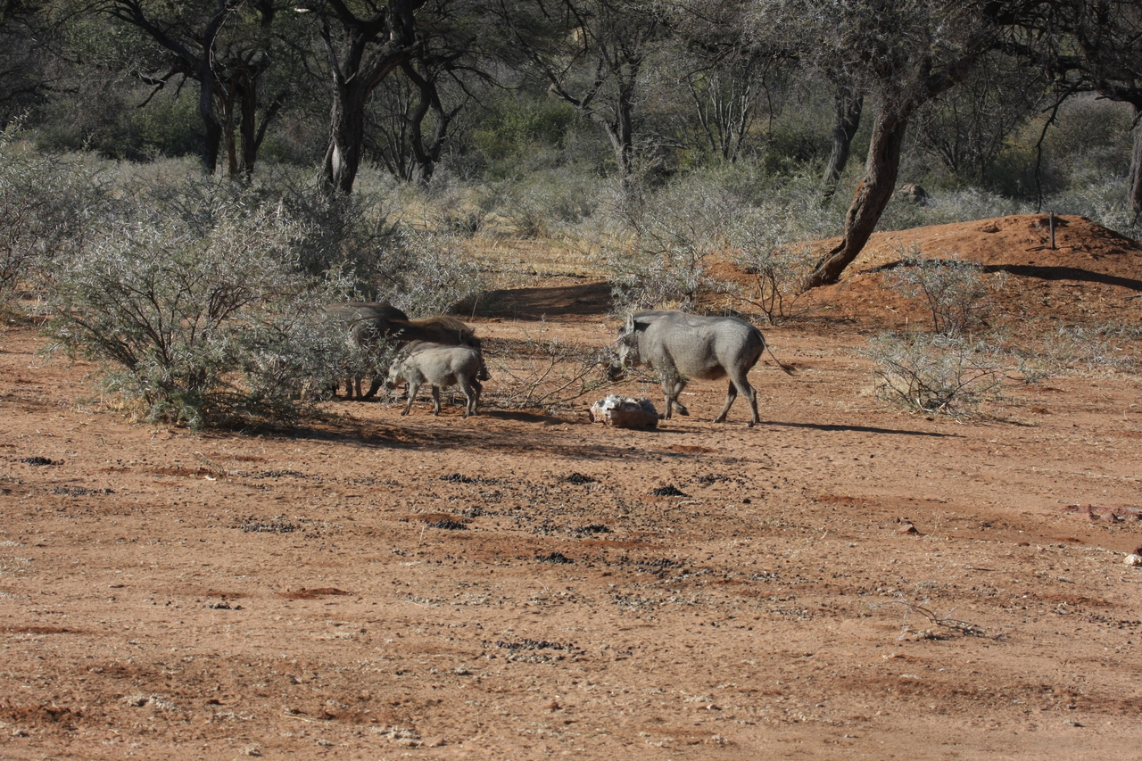 [1851] 2016_06_22_03_41_38_Africa_Canon_EOS_40D_IMG__00426.jpg