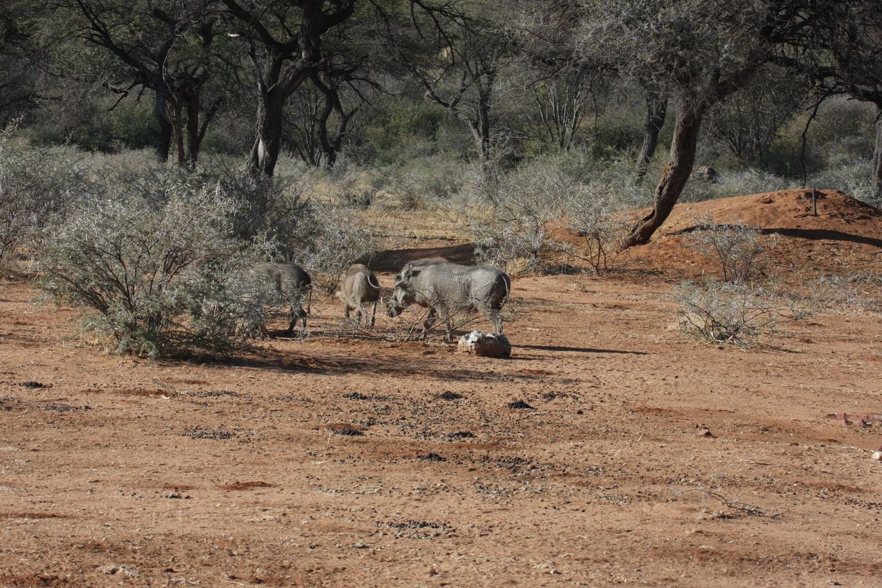 [1857] 2016_06_22_03_41_42_Africa_Canon_EOS_40D_IMG__00409.jpg