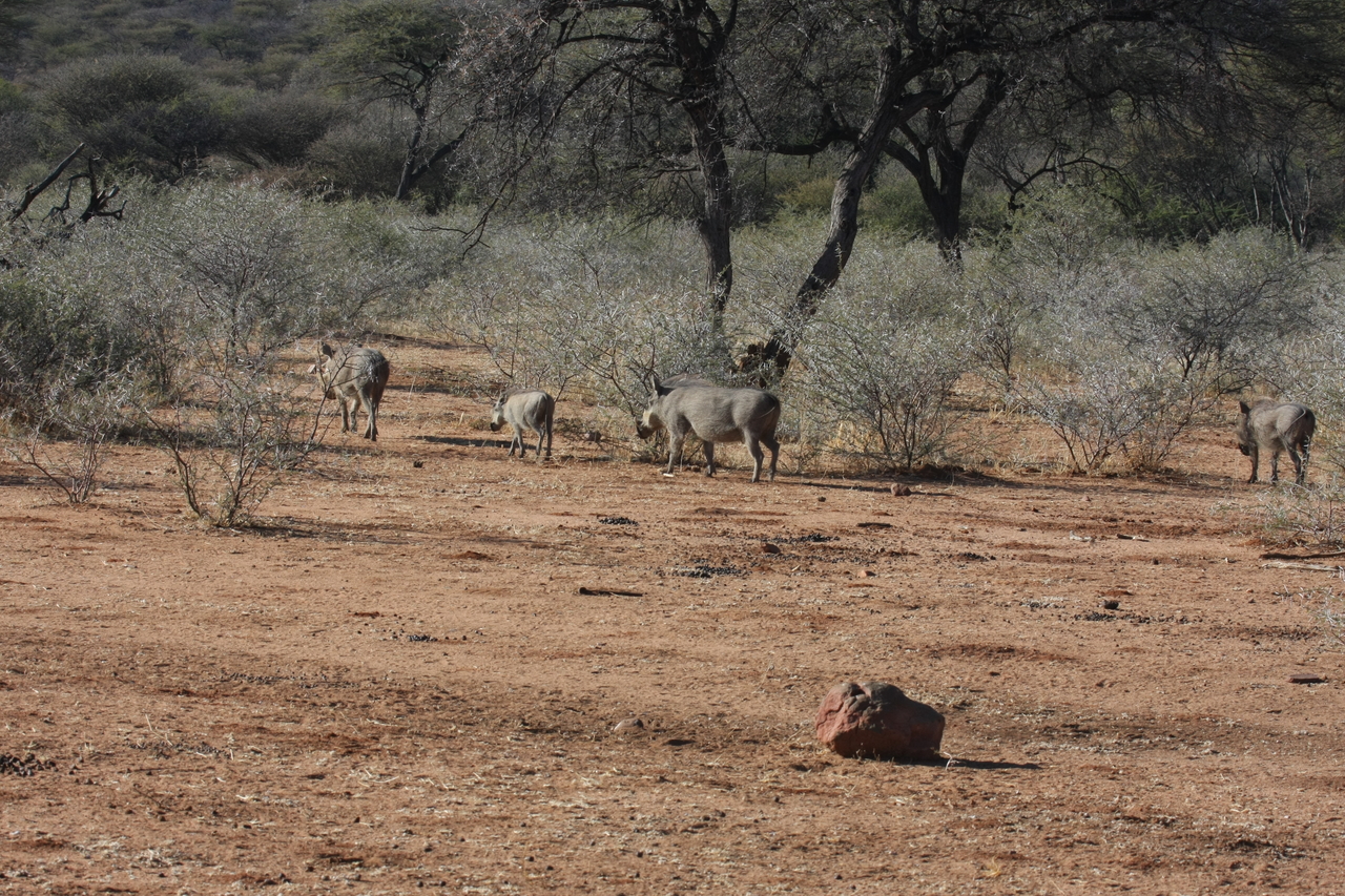 [1870] 2016_06_22_03_41_54_Africa_Canon_EOS_40D_IMG__00432.jpg