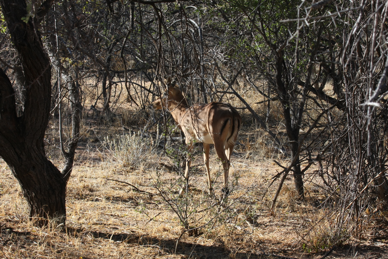 [1882] 2016_06_22_03_45_17_Africa_Canon_EOS_40D_IMG__00418.jpg